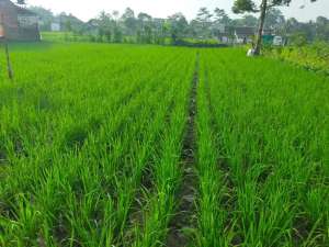 Di jual tanah sukabumi kota lokasi di Citamiang, tersedia melalui melalui situs Olx