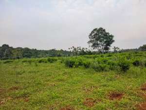 Disewakan Tanah di area prospektif Sukamakmur, Bogor. lokasi di Sukamakmur, tersedia melalui melalui situs Olx