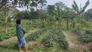 Jual BU tanah di Kompl paspampres Ciapus sudah ada jalan dalam komplex lokasi di Bogor Barat - Kota, tersedia melalui melalui situs Olx