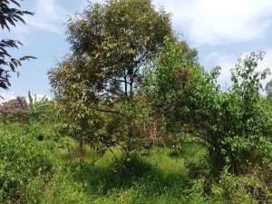 Kebun durian, alpukat, manggis, jengkol,dll lokasi di Cibungbulang, tersedia melalui melalui situs Olx