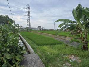 Pasuruan. Beji. Cangkringmalang. Lahan industri lokasi di ngemplakrejo, tersedia melalui melalui situs Lamudi