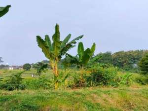 Pasuruan. Pandaan. Desa Tawangrejo. Murah lokasi di bangil, tersedia melalui melalui situs Lamudi