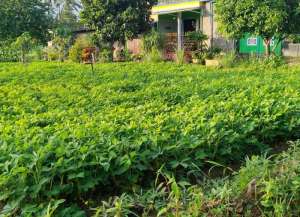 Pondok mutiara Dengkol Singosari lokasi di ",
          price: `135000000`,
          currency: `IDR`
    };


    let pageData = {
        viewPhoneModalField: , tersedia melalui melalui situs Lamudi