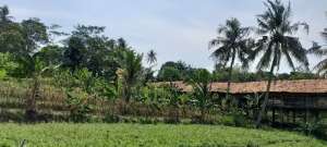 TURUN HARGA,Dijual Tanah Bekas Ternak Ayam lokasi di Cijeruk, tersedia melalui melalui situs Olx