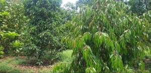 Dijual Tanah kebun Tanpa Perantara luas 2812 m2 Status SHM lokasi di Rembang, tersedia melalui melalui situs Olx