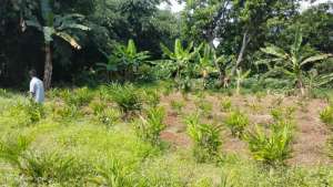 Jual cepet tanah Mateng harusss laku lokasi di Setu, tersedia melalui melalui situs Olx