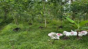 Jual tanah strategis lokasi di Temanggung, tersedia melalui melalui situs Olx