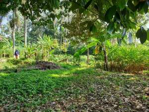 TANAH dijual di CIJERUK Bogor lokasi di Bogor Selatan - Kota, tersedia melalui melalui situs Olx