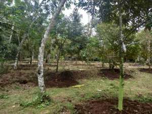 Tanah kebun Durian Sumbang Banyumas lokasi di Sumbang, tersedia melalui melalui situs Olx