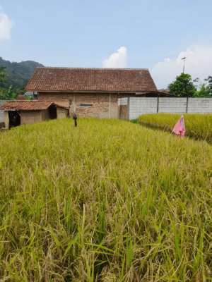 Dijual sebidang tanah darat lokasi di Gunungguruh, tersedia melalui melalui situs Olx