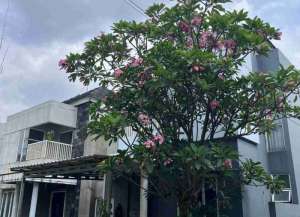 Rumah disewakan non furnis , vila mutiara cibubur 2 lokasi di ",
          price: `55000000`,
          currency: `IDR`
    };


    let pageData = {
        viewPhoneModalField: , tersedia melalui melalui situs Lamudi