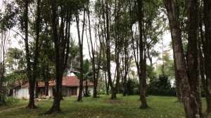 Di Jual Kebun Cengkeh Produktif ,Terdapat Aliran Air lokasi di Bojong, tersedia melalui melalui situs Olx