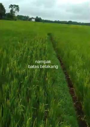 dijual cepat satu petak sawah lokasi di Tigaraksa, tersedia melalui melalui situs Olx