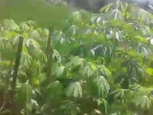 dijual sawah di bumiwangi ciparay dekat sman 1 dekat rs muhammadiyah lokasi di Ciparay, tersedia melalui melalui situs Olx