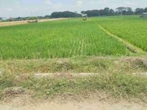 Dijual Sawah Murah Dekat Terminal Madiun lokasi di Kartoharjo, tersedia melalui melalui situs Olx