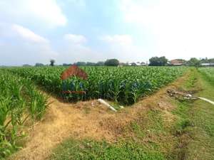 DIJUAL Tanah di Badas Kab Kediri lokasi di Badas, tersedia melalui melalui situs Olx