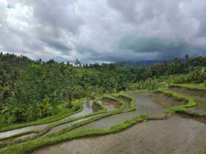 dijual tanah kebun dan sawah view cantik di penebel tabanan bali lokasi di Marga, tersedia melalui melalui situs Olx