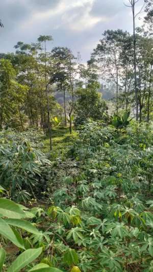 Dijual Tanah Padat di Hook Cocok Untuk Villa View Bagus Ciwidey lokasi di Ciwidey, tersedia melalui melalui situs Olx