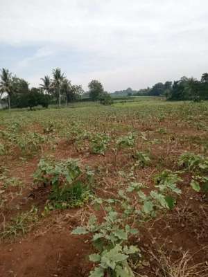 dijual tanah pinggir jalan raya ciseeng lokasi di Setu, tersedia melalui melalui situs Olx