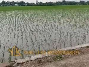 Jual Cepat Tanah Murah Dengan Luas 7.460 m2 Di Tanjungpura Karawang Barat lokasi di Rawamerta, tersedia melalui melalui situs Olx