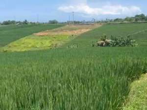 jual tanah dekat pantai soka dan pantai antap lokasi di Salemadeg Barat, tersedia melalui melalui situs Olx