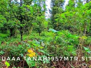 Jual tanah kebun luas subur datar pinggir jalan strategis dekat kota lokasi di Sukaraja, tersedia melalui melalui situs Olx