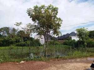 jual tanah lhoong raya banda aceh lokasi di Jaya Baru, tersedia melalui melalui situs Olx