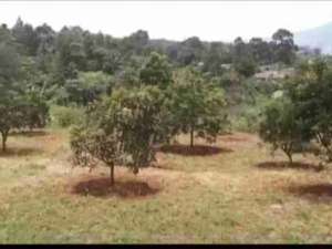 jual tanah murah pasir angin sumarecon lokasi di Sukaraja, tersedia melalui melalui situs Olx