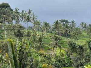 kontrakan tanah penebel dekat jatiluwih lokasi di Penebel, tersedia melalui melalui situs Olx