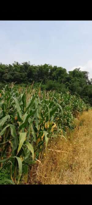 Lahan pertanian luas 1,1 HA harga 125 ribu permeter di Pacet,Mojokerto lokasi di Pacet, tersedia melalui melalui situs Olx