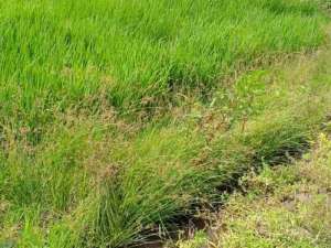 land lease pererenan lokasi di Pererenan, tersedia melalui melalui situs Olx