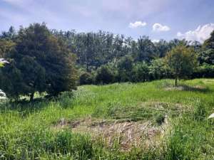 Tabanan lokasi di Salemadeg Timur, tersedia melalui melalui situs Olx