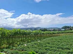 tanah darat desa nagrak sukaraja lokasi di Sukaraja, tersedia melalui melalui situs Olx