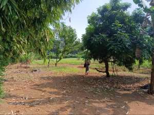 Tanah Kebun Dijual lokasi di Parung, tersedia melalui melalui situs Olx