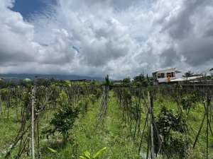 tanah kota batu dijual murah cocok untuk villa kebun lokasi di Bumiaji, tersedia melalui melalui situs Olx
