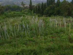 tanah murah puncak cilember lokasi di Megamendung, tersedia melalui melalui situs Olx