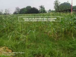 TANAH MURAH SUDAH SHM DI CIBUNGBULANG BOGOR CIAMPEA lokasi di Cibungbulang, tersedia melalui melalui situs Olx