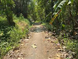 Tanah Pekarangan Murah Bisa untuk Kandang lokasi di Wungu, tersedia melalui melalui situs Olx