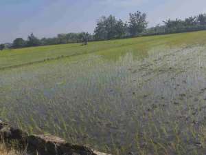 Tanah Sawah Murah Tengah Kota lokasi di Kartoharjo, tersedia melalui melalui situs Olx