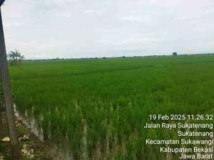 tanah sawah utk industri lokasi di Sukawangi, tersedia melalui melalui situs Olx