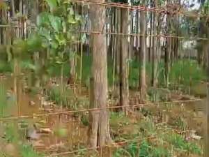 for sale tanah darat sudah ada pohon jadi berusia 15 tahun lokasi di Cigombong, tersedia melalui melalui situs Olx