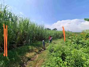 jual cepat tanah sawah komersil 0 jalan raya lokasi strategis lokasi di Trowulan, tersedia melalui melalui situs Olx