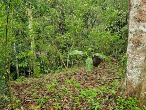 jungle river side lokasi di Salemadeg Timur, tersedia melalui melalui situs Olx