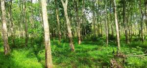 BU - Tanah Kebun Karet Murah Dan Strategis Di Sumatera Selatan lokasi di Gelumbang, tersedia melalui melalui situs Lacakharga