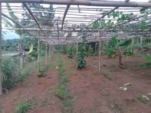 lahan view gunung di megamendung lokasi di Megamendung, tersedia melalui melalui situs Olx