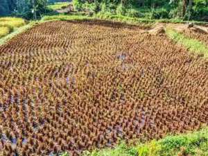 sawah subur cijambu tanjungsari 90 tumbak lokasi di Sukasari, tersedia melalui melalui situs Olx