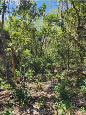 tanah harga super murah di sawangan nusa dua lokasi di Nusa Dua, tersedia melalui melalui situs Olx