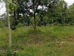 tanah kebun bonus pohon durian lokasi di Kandeman, tersedia melalui melalui situs Olx