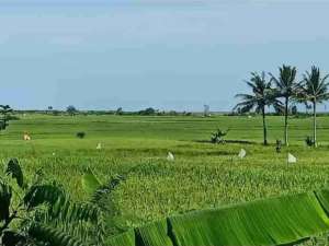 tanah luas subur satu blok lokasi di Ketanggungan, tersedia melalui melalui situs Olx