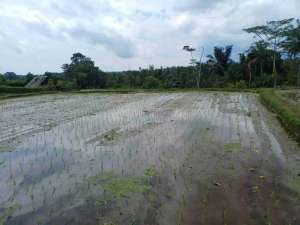 tanah murah di tegallalang ubud lokasi di Tampak Siring, tersedia melalui melalui situs Olx